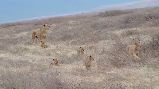 Ngorongoro Crater 2024 [upl. by Doehne151]