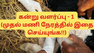 Kandru valarppu கன்று வளர்ப்பு  1 முதல் மணி நேரத்தில் இதை செய்யுங்க DairyFarmTips tamil [upl. by Aiyt]