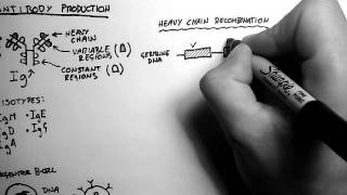 BCells 2  Antibody Production and Recombination [upl. by Calondra]