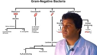 Gram Negative bacterial Classification Urduhindi [upl. by Schick323]