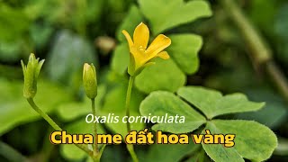 Chua me đất hoa vàng Oxalis corniculata [upl. by Wolenik]