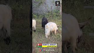 Vajib Damin Main Zing Nasal ke Bakre Bikrikeliye BAKRA2025 BAKRAEID bakra2025 trendingnow zing [upl. by Oira]