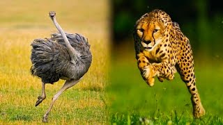 Top 10 Ridiculously Fast Animals [upl. by Farica]