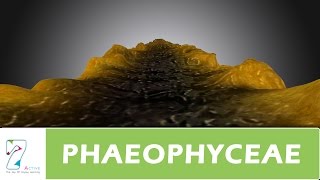 PHAEOPHYCEAE [upl. by Gardol769]