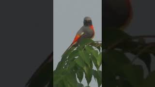 Small Minivet Bird [upl. by Loferski]