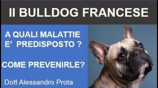 Il Bulldog Francese a quali malattie è predisposto come prevenirle [upl. by Surad719]