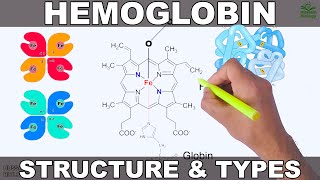 Hemoglobin  Structure and Types [upl. by Kaile]