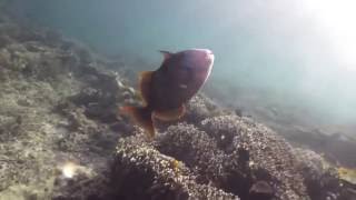 Scuba Diver Fights Triggerfish It Gets Bitey Underwaterclicks [upl. by Mart]