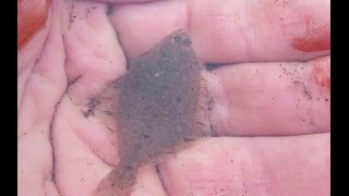 Starry flounder in Naknek River [upl. by Rickert]