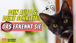 Erkennt deine Katze WIRKLICH dein Auto und deine Schritte🚗👣 [upl. by Durham875]