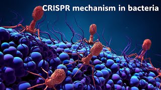 69 CRISPR mechanism as an adaptive immunity in bacteria كيف يعمل كريسبر كمناعة مكتسبة للبكتيريا [upl. by Epstein]