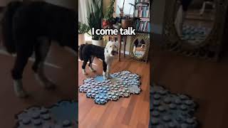 Come Talk  My talking dog uses buttons to communicate  WhatAboutBunny [upl. by Ailecec]