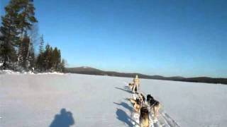 traîneau à chiens sur un lac en Laponie Suédoiseavi [upl. by Alita]