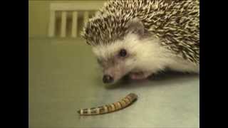 Hedgehog Eating a Superworm Exotic Pet Vet Unedited and Uncut Video [upl. by Dlaregztif]