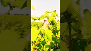 cotton farm India farming cottan calecsan farmer 🌿🌿 [upl. by Annoyik]