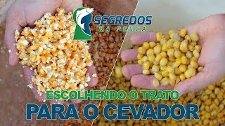 ESCOLHENDO O TRATO PARA O CEVADOR [upl. by Machute]