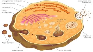 Endocytosis and exocytosis [upl. by Alemak740]