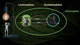 Die Dunkelreaktion  lichtunabhängige Reaktion  Calvinzyklus der Photosynthese Abiturwissen [upl. by Eseret]