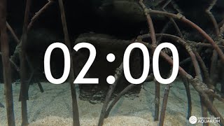 2 Minute Timer  Mangrove Habitat [upl. by Koffler]