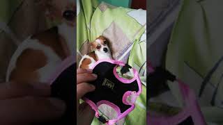 accesorios para perros chihuahuas [upl. by French849]