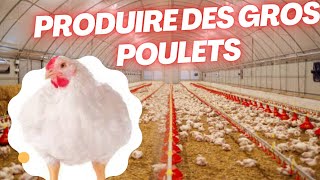 Maximiser la croissance de vos poulets ce que tu dois savoir [upl. by Tu]