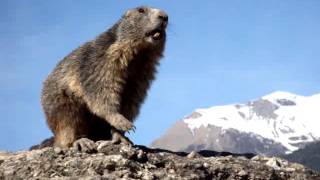 Marmotte qui siffle [upl. by Virgie]