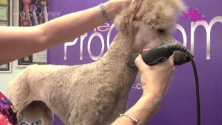 Grooming Guide  Standard Poodle Miami Trim  Pro Groomer [upl. by Gewirtz]