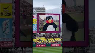 ヤクルトvs楽天 つば九郎 試合前フリップ芸 【交流戦2024】【20240602】 [upl. by Rowell870]