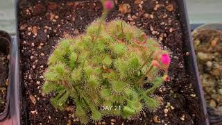 Drosera Spatulata update first 25 days since arrived [upl. by Elbas]