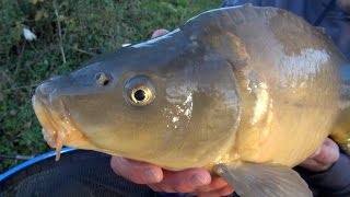 Carp Fishing With Meat  quotThe Meat Feederquot [upl. by Zobe]