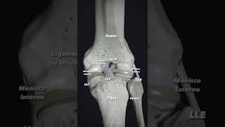 Biomecánica de los Meniscos y del LCP [upl. by Eugeniusz]