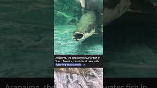 Arapaima Feeding Jet എഞ്ചിനുണ്ടോ ഈ സ്പീഡ് 😮🔥 viral arapaimafish [upl. by Uos]