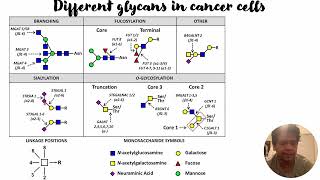 Glycosyltransferase glycans and cancer cells 416 [upl. by Dorree]