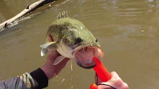 Campaspe RiverMurray Cod and Yellowbelly fishing [upl. by Amzu]