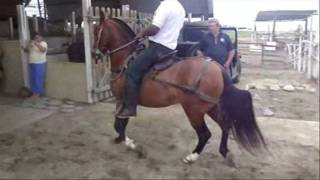 Eros de La Rinconada 1er entrenamiento [upl. by Temhem]