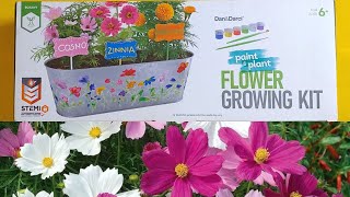 Dan amp Darci Paint and Plant Flower Growing Kit  Marigold Cosmos Zinnia [upl. by Nnorahs]