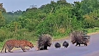 Porcupine Parents Protect Babies from Leopard [upl. by Boesch]