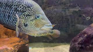 Parachromis Motaguensis “Rio Blanco” Pair Central American Cichlids [upl. by Theron940]