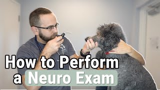 How to Perform a Neurological Exam on a Dog [upl. by Omik]