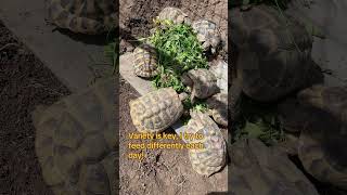 Hermanns tortoise tortoise reptile pet exotic [upl. by Esydnac912]