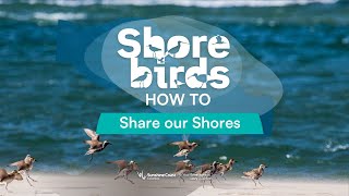 Follow these tips to share our Sunshine Coast shores with shorebirds [upl. by Boris]