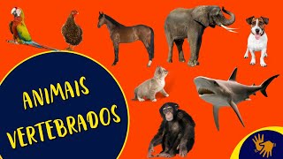 Animais Vertebrados  Ciências  Vídeo em Libras [upl. by Ahsin]