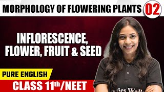 MORPHOLOGY OF FLOWERING PLANTS 02  Inflorescence Flower Fruit amp Seed  Botany  Class 11thNEET [upl. by Auqemahs386]