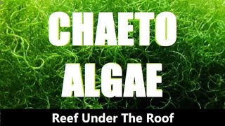 Chaetomorpha Algae for Phosphate amp Nitrate Control  2 Different Types of Chaeto Explained [upl. by Eirrehs]