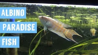 Albino Paradise Fish [upl. by Aufa275]