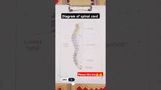 diagram of spinal cord important diagram anatomy diagram educational nursing [upl. by Iot410]