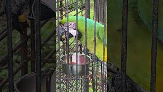 Macaw Parrot Eats Dry Pellets [upl. by Thomsen]