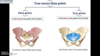 Overview of Pelvis 1  Bones and Joints of Pelvis  DrAhmed Farid [upl. by Norval]