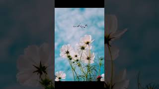 Sami Meri war MN wari lyrics shafa ullah Khan Rokhry Famous Saraiki Song سمی میری وار میں واری 🥀 [upl. by Yetti654]