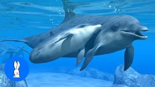 Wild Dolphins Swimming in HD Compilation [upl. by Anerul]